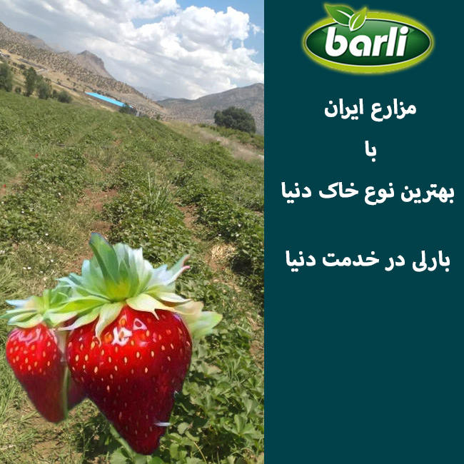 مزارع میوه های بارلی بهترین در دنیا