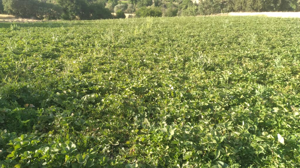 مزرعه بارلی